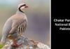 Chukar Partridge 