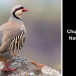 Chukar Partridge 