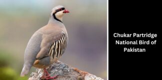 Chukar Partridge 