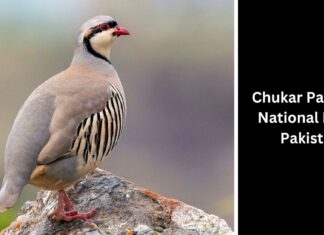 Chukar Partridge 