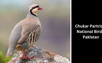 Chukar Partridge 