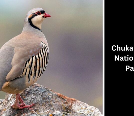 Chukar Partridge 