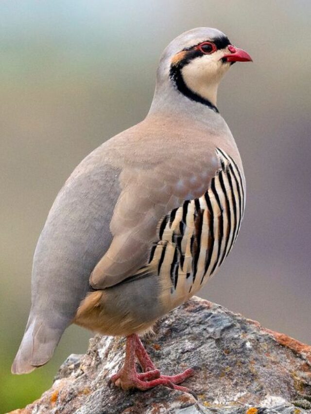 Chukar Partridge  | National Bird of Pakistan